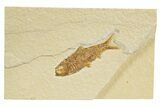 Detailed Fossil Fish (Knightia) - Wyoming #318564-1
